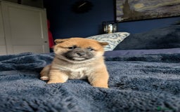 Japanese Shiba Inu dogs for sale: Lovely Shiba Inu Puppies, Last One Left - Advert 14