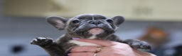French Bulldog dogs for sale: French Bulldog Puppies Looking for Loving Homes - Advert 20