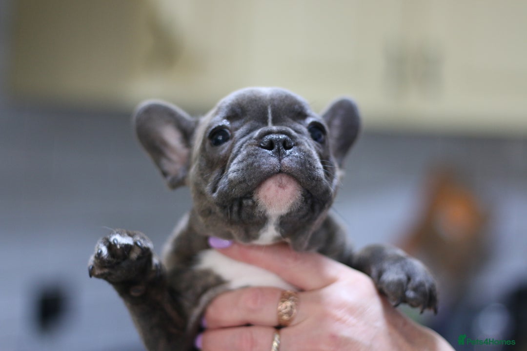French Bulldog dogs for sale: French Bulldog Puppies Looking for Loving Homes - Advert 20