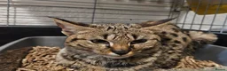 Savannah cats for sale: F2 SAVANNAH  - Advert 1