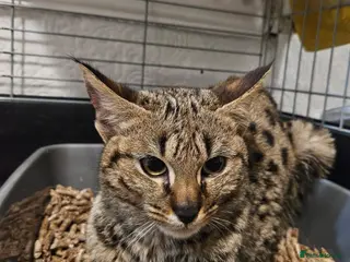 Savannah cats F2 SAVANNAH - Advert 4