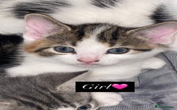 Domestic Shorthair cats for sale: Female kitten for sale - Advert 5