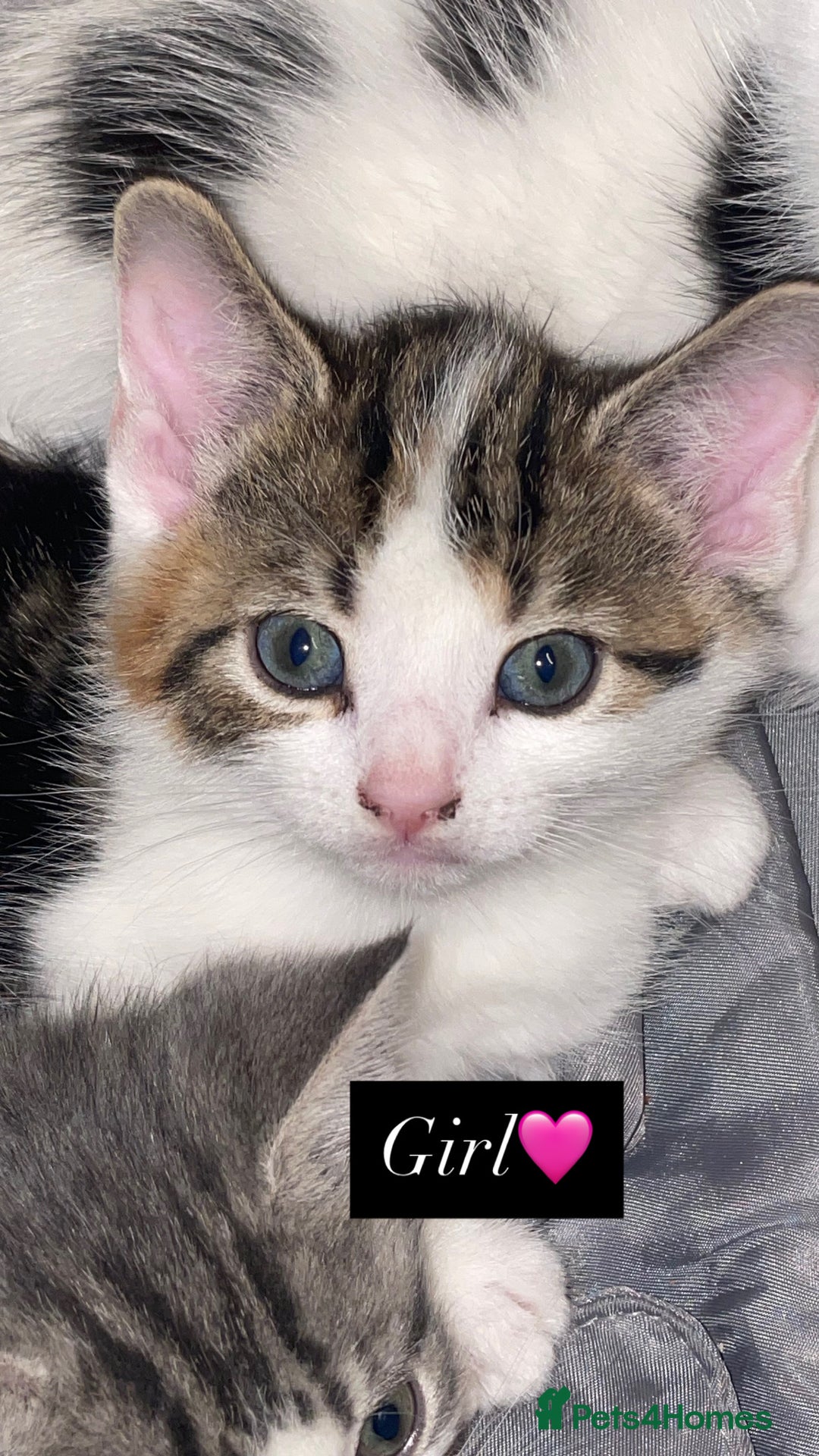 Domestic Shorthair cats for sale: Female kitten for sale - Advert 5