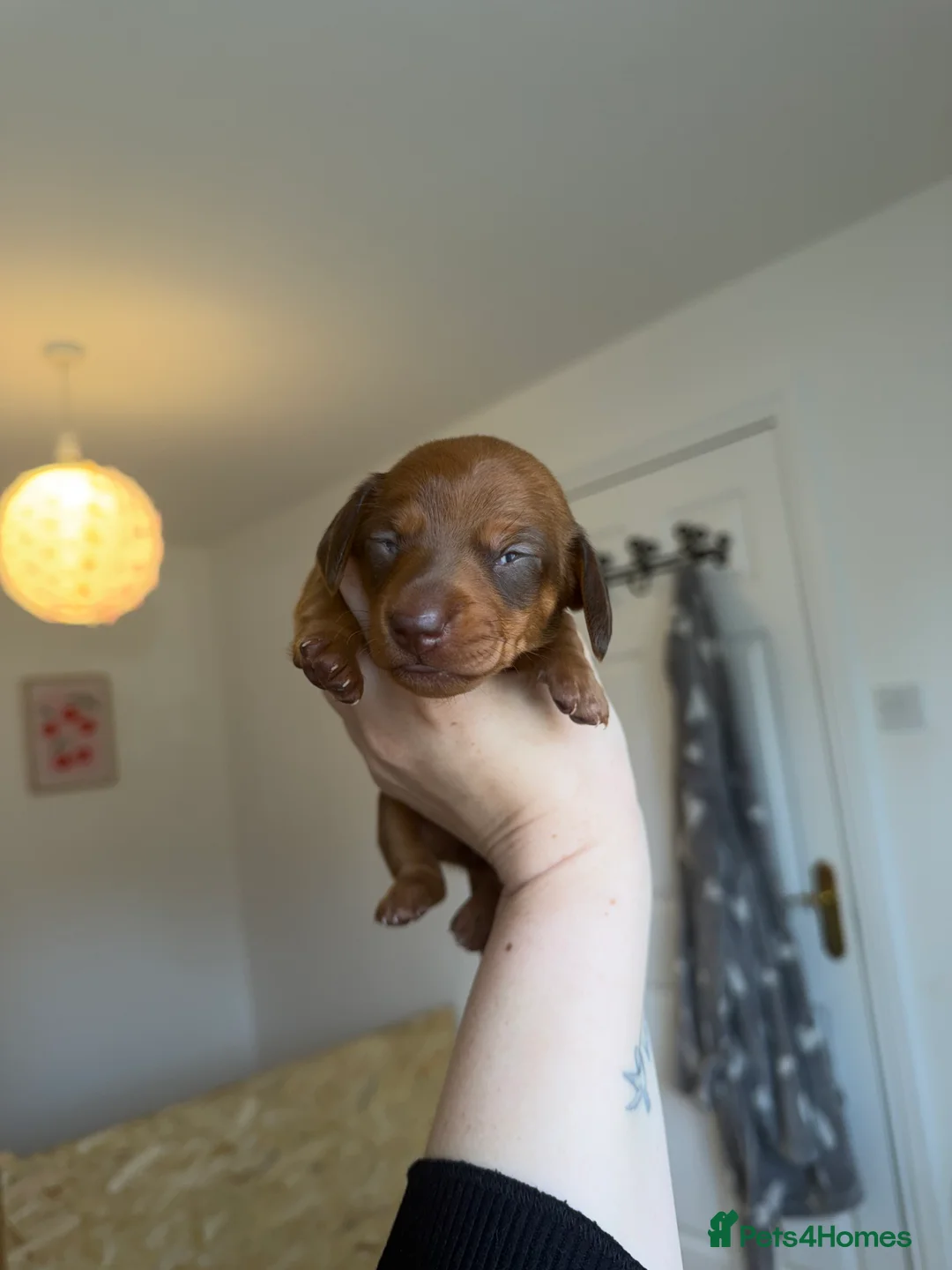 Miniature Dachshund dogs for sale: Miniature Dachshund Puppies - Advert 2