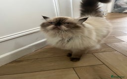 Ragdoll cats for sale: Ragdoll and Himalayan Persian for rehoming  - Image 5
