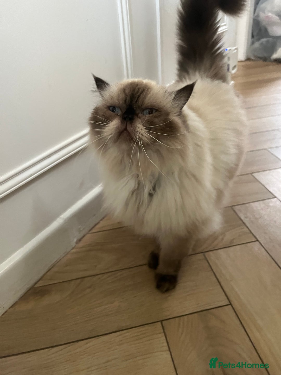 Ragdoll cats for sale: Ragdoll and Himalayan Persian for rehoming  - Image 5