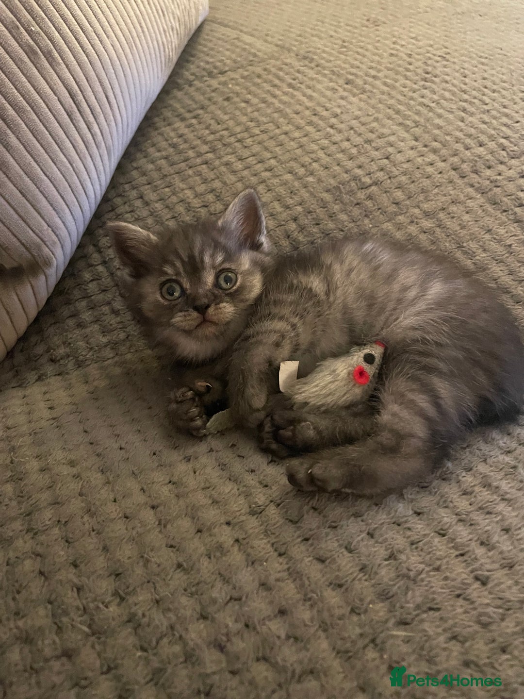 British Shorthair cats for sale: Rare Black Smoke female kitten - Advert 5