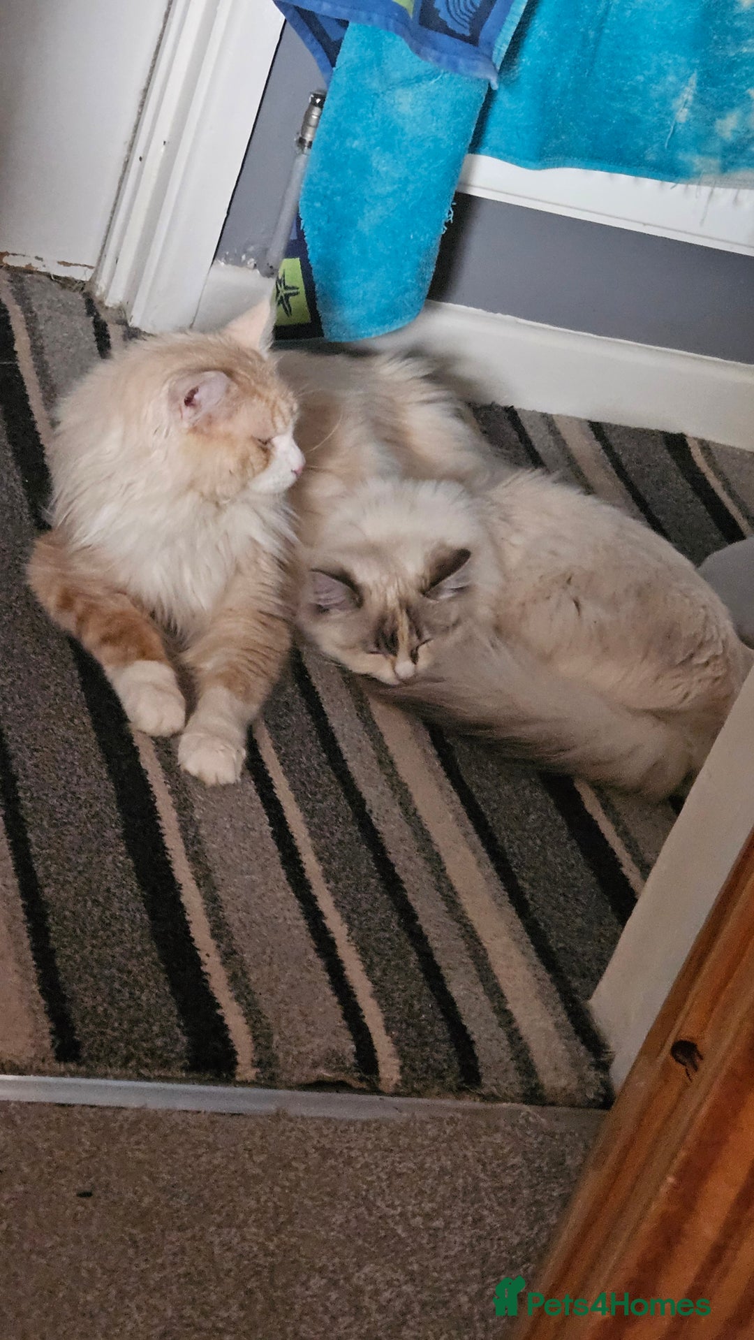 Ragdoll cats for sale: Beautiful Blue Eye, White Female Ragdoll - Image 19