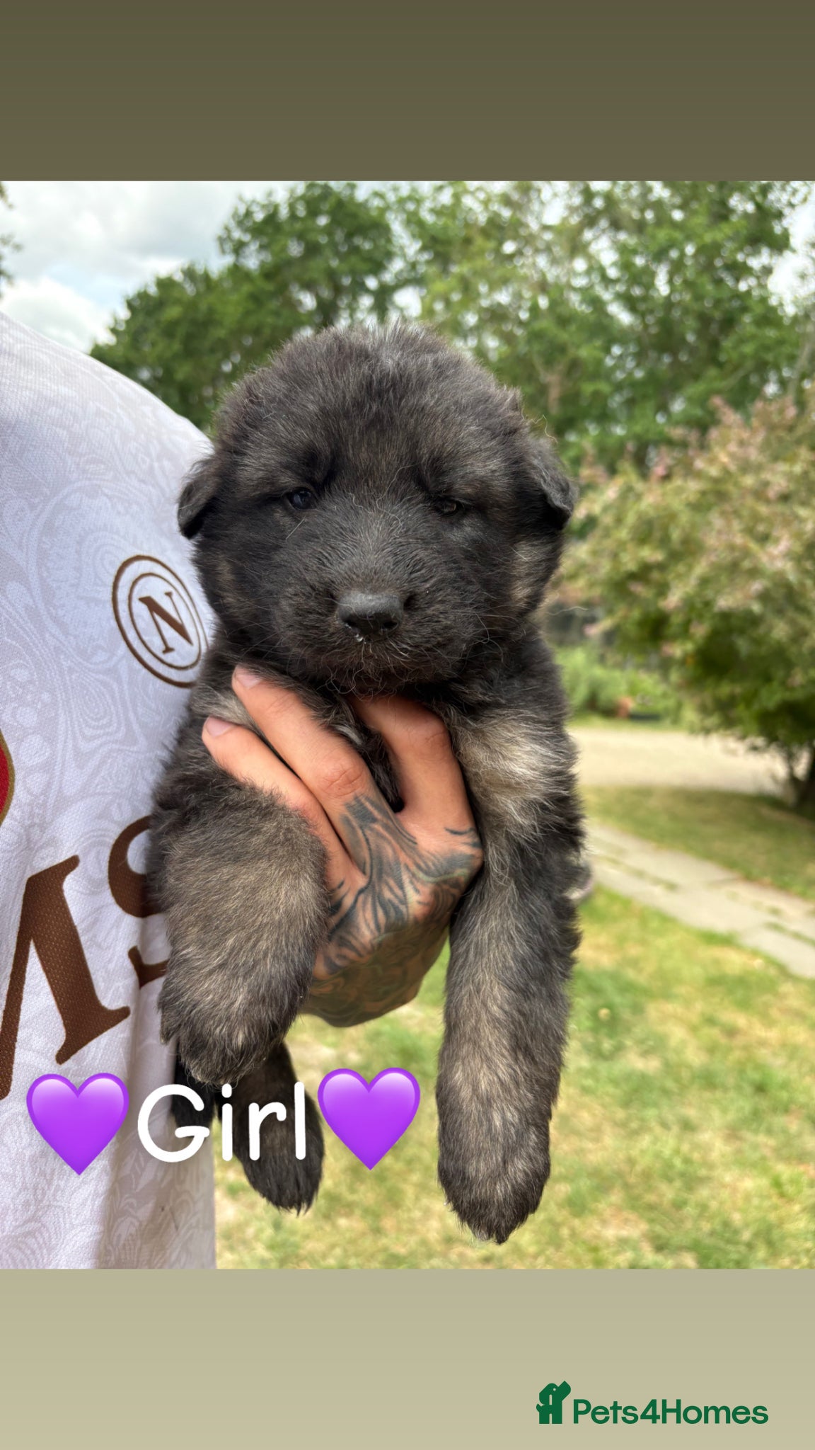 German Shepherd dogs Beautiful German Shepherd puppies for sale - Advert 1