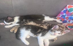 Domestic Shorthair cats for sale: 3 Beautiful tabby x British Short Hair ready - Image 10