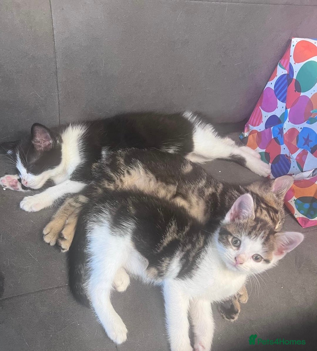 Domestic Shorthair cats for sale: 3 Beautiful tabby x British Short Hair ready - Image 10