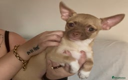 Chihuahua dogs for sale: Chihuahua 2 boys pups - Image 13