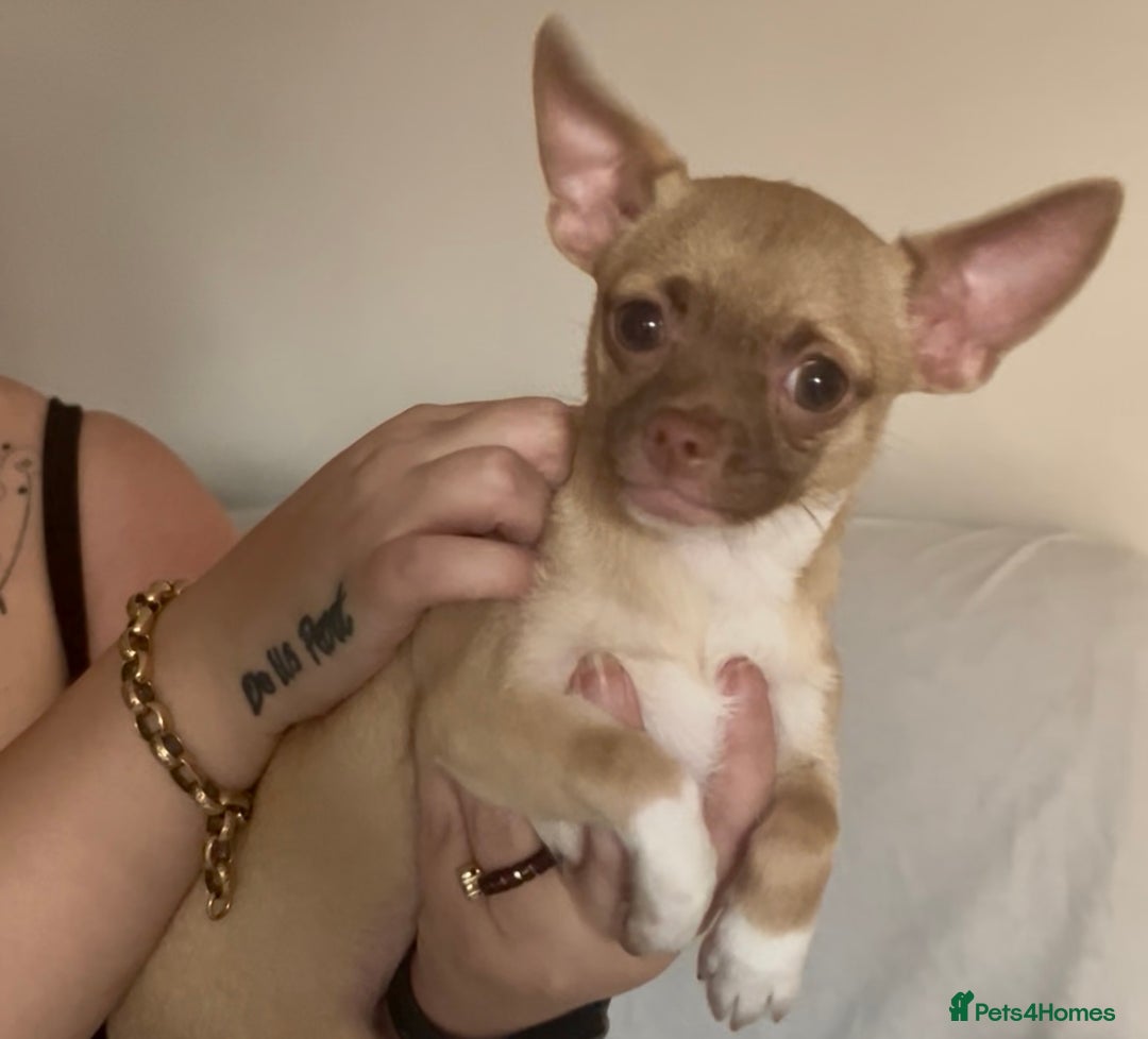 Chihuahua dogs for sale: Chihuahua 2 boys pups - Image 13