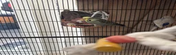 Budgerigars birds for sale: 10 Budgies – Must Stay Together - Advert 5