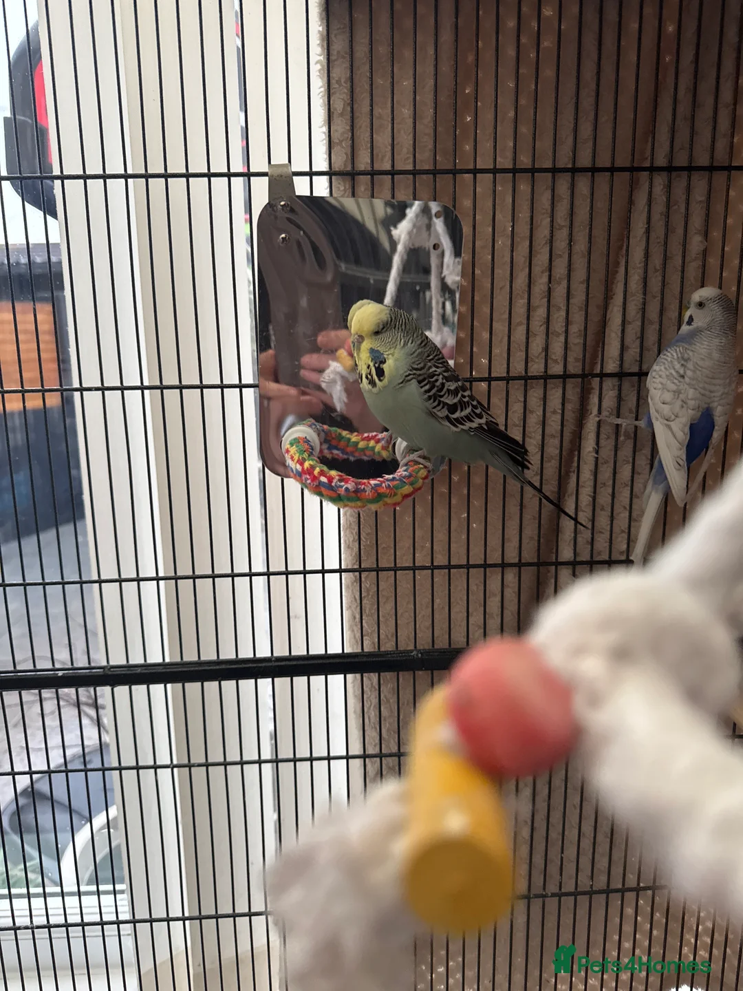 Budgerigars birds for sale: 10 Budgies – Must Stay Together - Advert 5