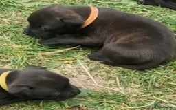 Staffordshire Bull Terrier dogs for sale: Staffordshire Bull Terrier Pups - Image 6