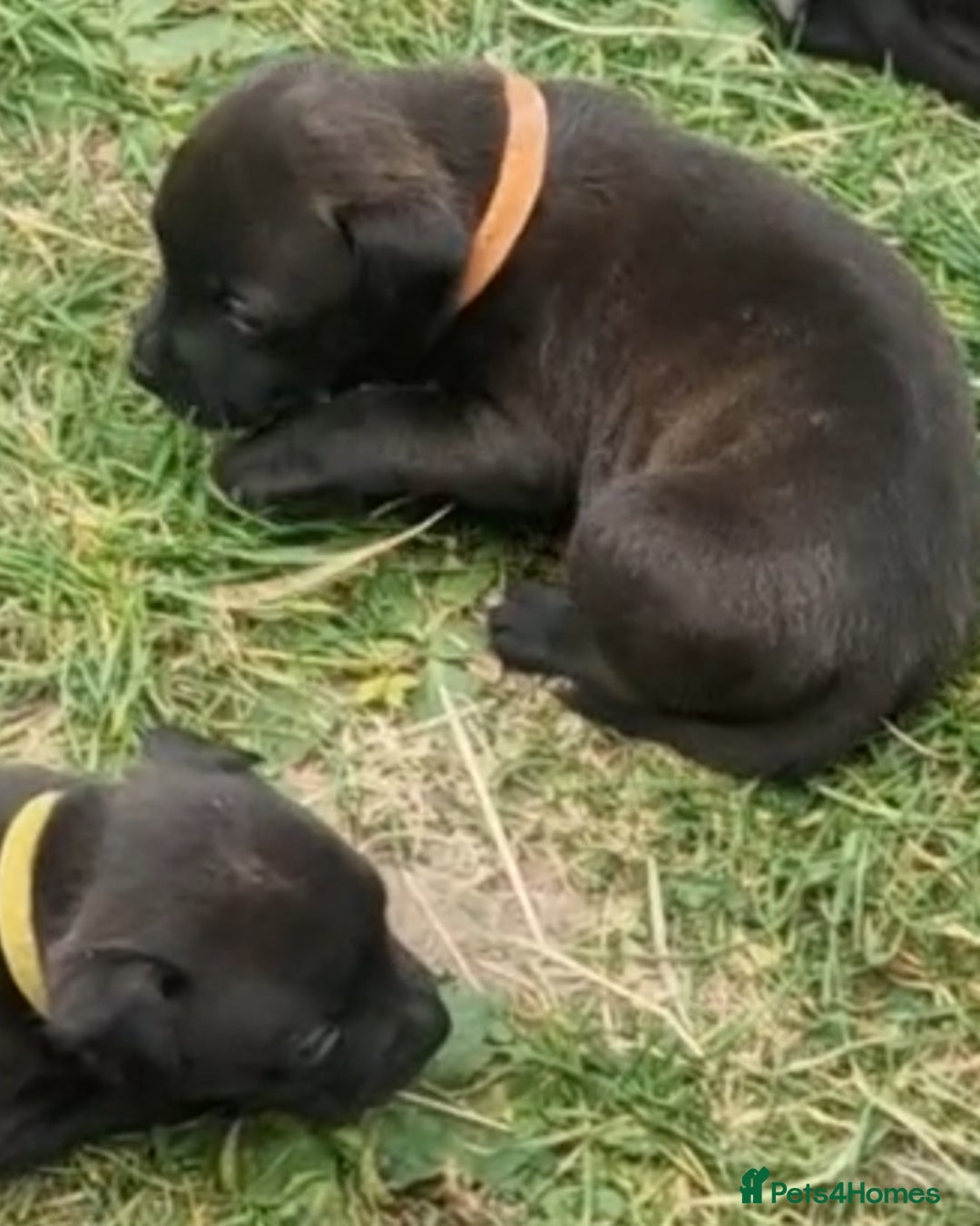 Staffordshire Bull Terrier dogs for sale: Staffordshire Bull Terrier Pups - Image 6