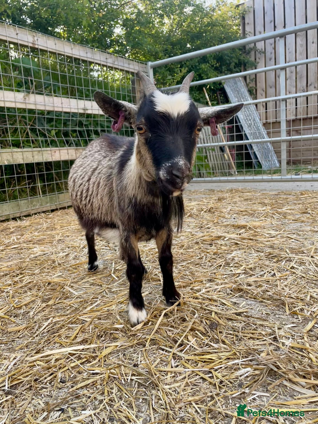 Goats livestock for sale: Pygmy nanny and wether kid - Image 4