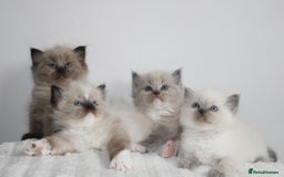 Ragdoll cats for sale:  3 BOY ULTRA FLUFFY MINK ragdoll kittens  - Image 1