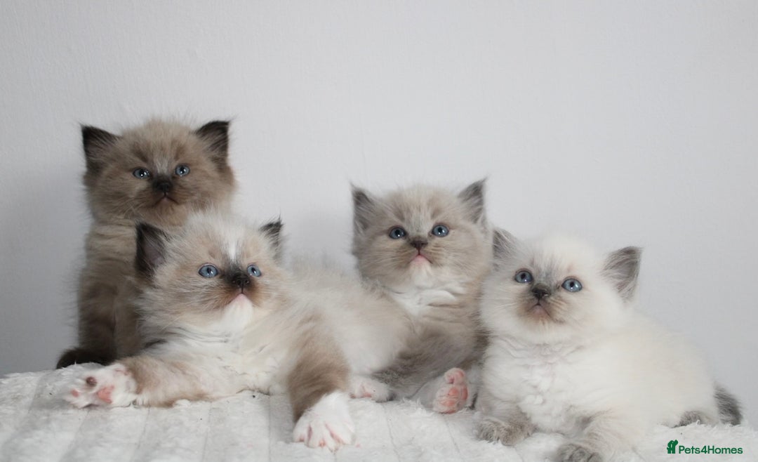Ragdoll cats for sale:  3 BOY ULTRA FLUFFY MINK ragdoll kittens  - Image 1