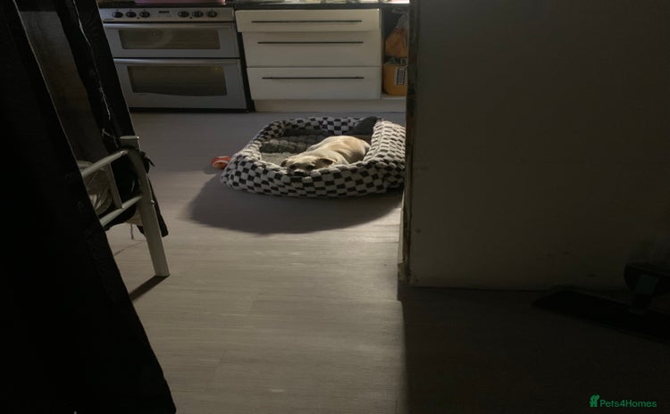 Jug dogs Family Boy looking for Home - Advert 1