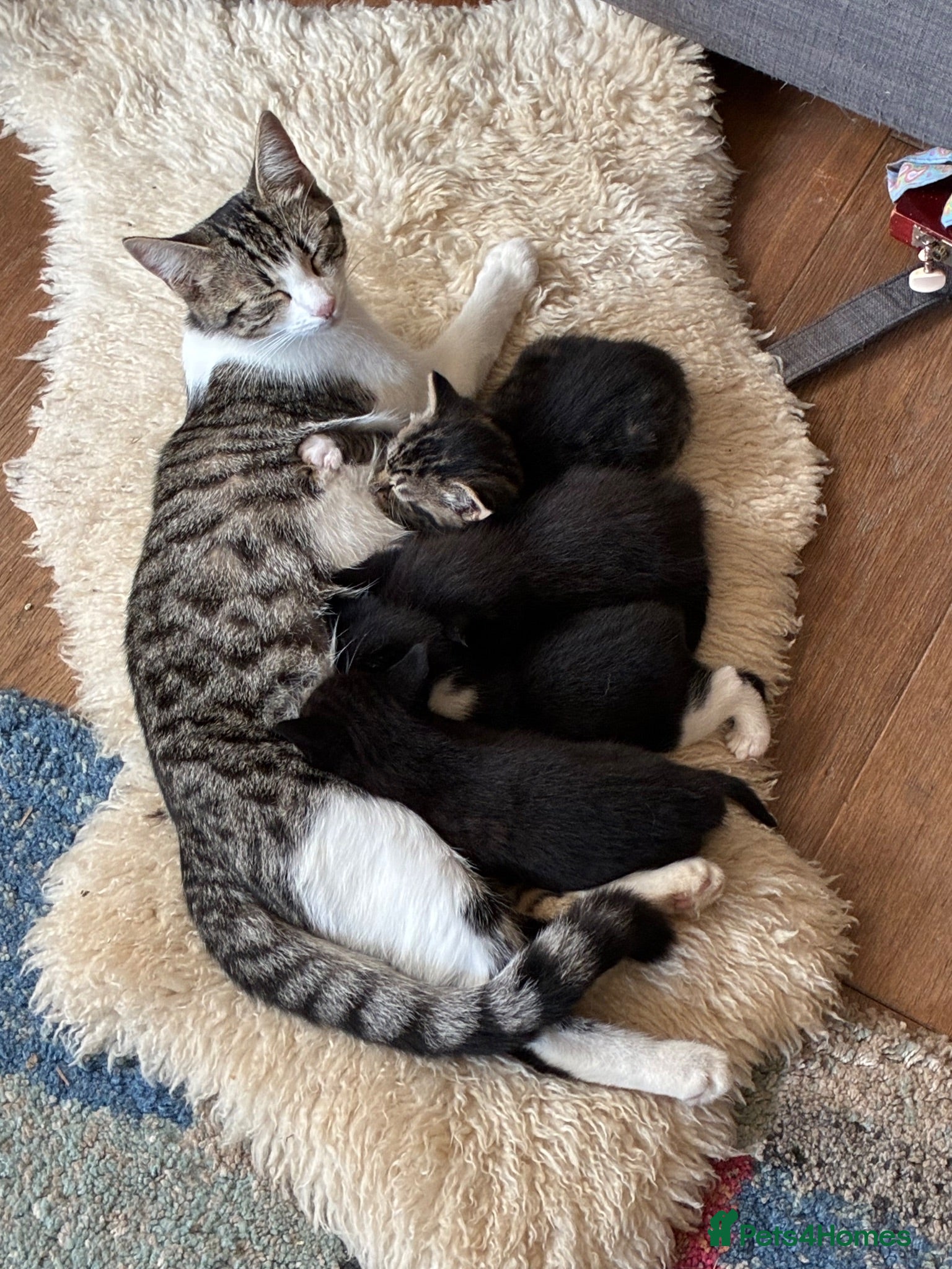 Mixed Breed cats Gorgeous Cuddley Kittens - Advert 2
