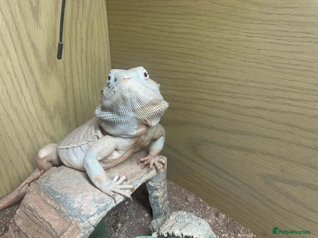 Bearded Dragon reptiles for sale: Male Zero bearded dragon  - Advert 2
