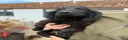 Cocker Spaniel dogs for sale: Reduced, and ready to go! - Advert 2