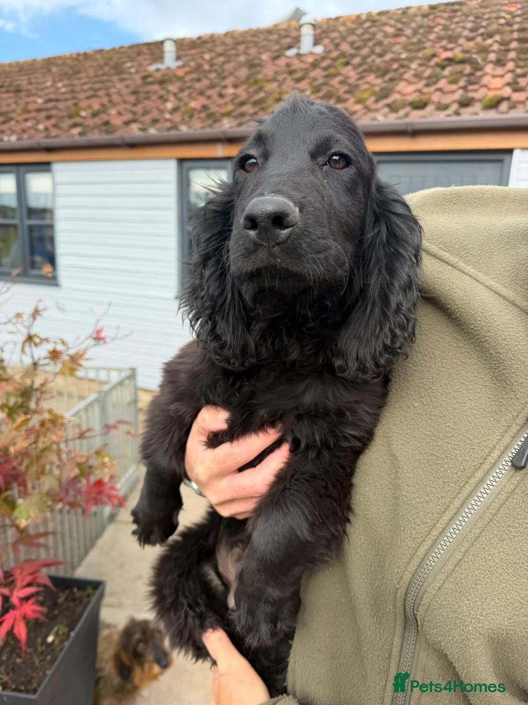 Cocker Spaniel dogs for sale: Reduced, and ready to go! - Advert 2