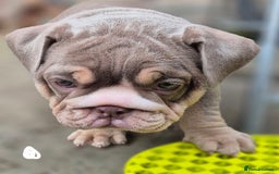 English Bulldog dogs for sale: Final Female English Bulldog available - Image 12