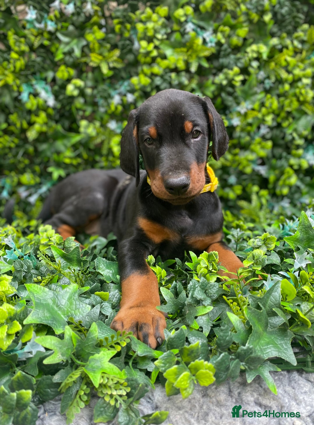 Dobermann dogs for sale: KC REGISTERED DOBERMAN ( 11 months old : Intact) - Advert 11