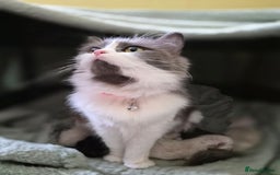 Mixed Breed cats for sale: One little kitten left to pick from - Image 3