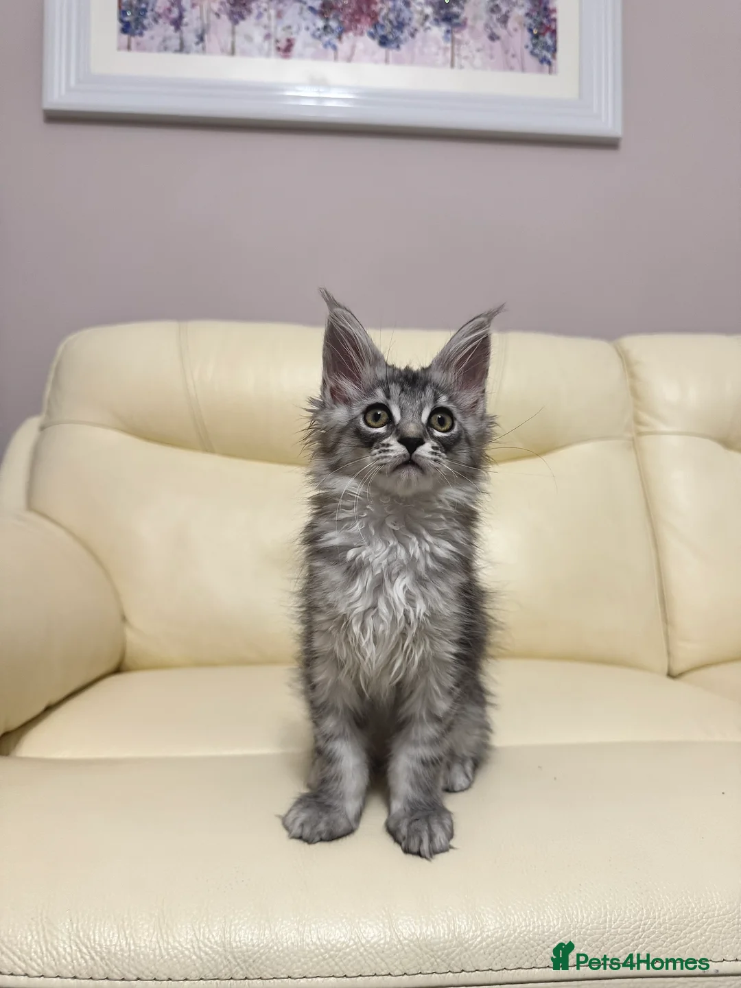 Maine Coon cats for sale: MaineCoonKitten🏆20+gen🧬Outstadning Full Pedigree - Advert 39