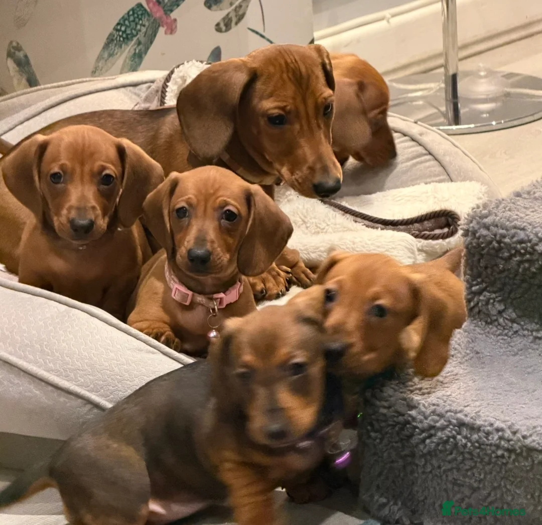 Dachshund dogs for sale: Outstanding show quality standard smooth dachshund - Advert 1