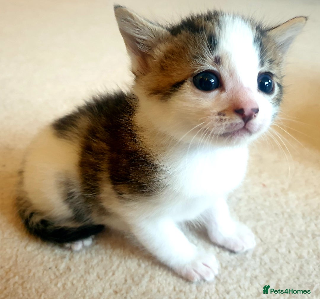 Mixed Breed cats for sale: Sweet Black & White & Tabby Kittens - Image 4