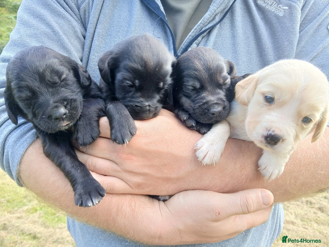 Cockerdor dogs for sale: Gorgeous cockador Puppies - Image 2