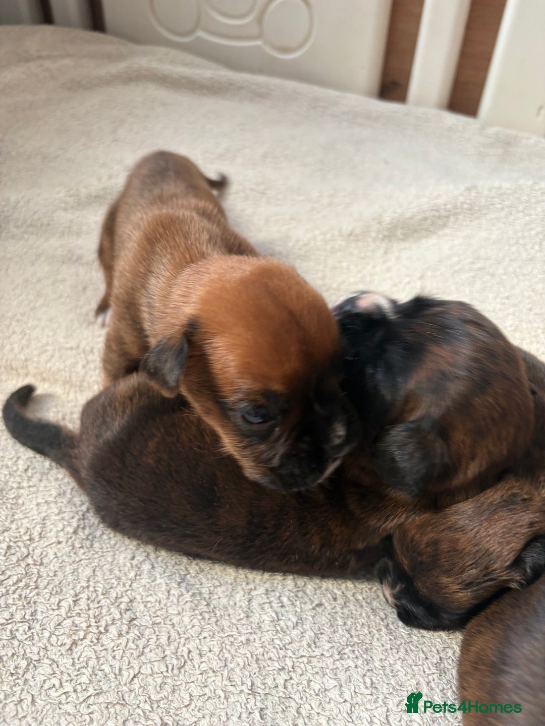 Boxer dogs for sale: KC registered boxer puppies  - Advert 7