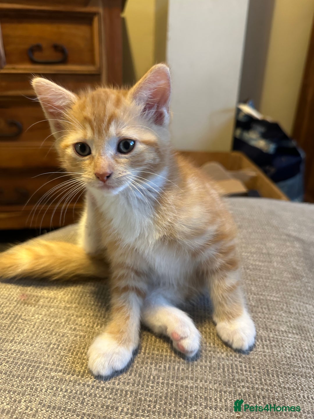 Turkish Van cats for sale: 5 beautiful kittens looking for families  - Image 11