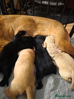 Mixed Breed dogs Dashador puppies - Advert 4