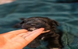 Miniature Schnauzer dogs for sale: 3 puppys left -KC - Miniature Schnauzer Puppies - Image 37