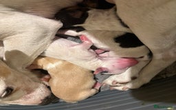 Mixed Breed dogs for sale: Jack Russell pups - Image 5