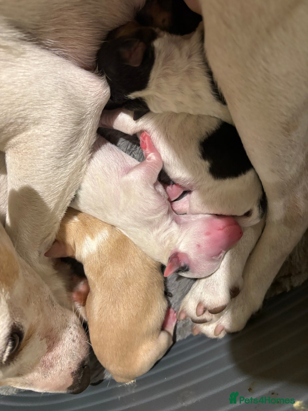 Mixed Breed dogs for sale: Jack Russell pups - Image 5