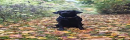 Labrador Retriever dogs for stud: Diesel in Louth - Advert 4