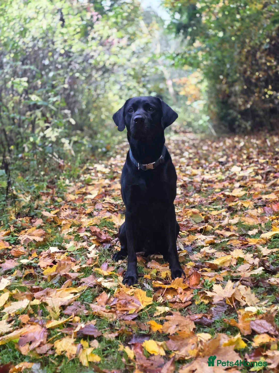 Labrador Retriever dogs for stud: Diesel in Louth - Advert 4