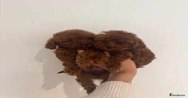 Toy Poodle dogs - Advert 8