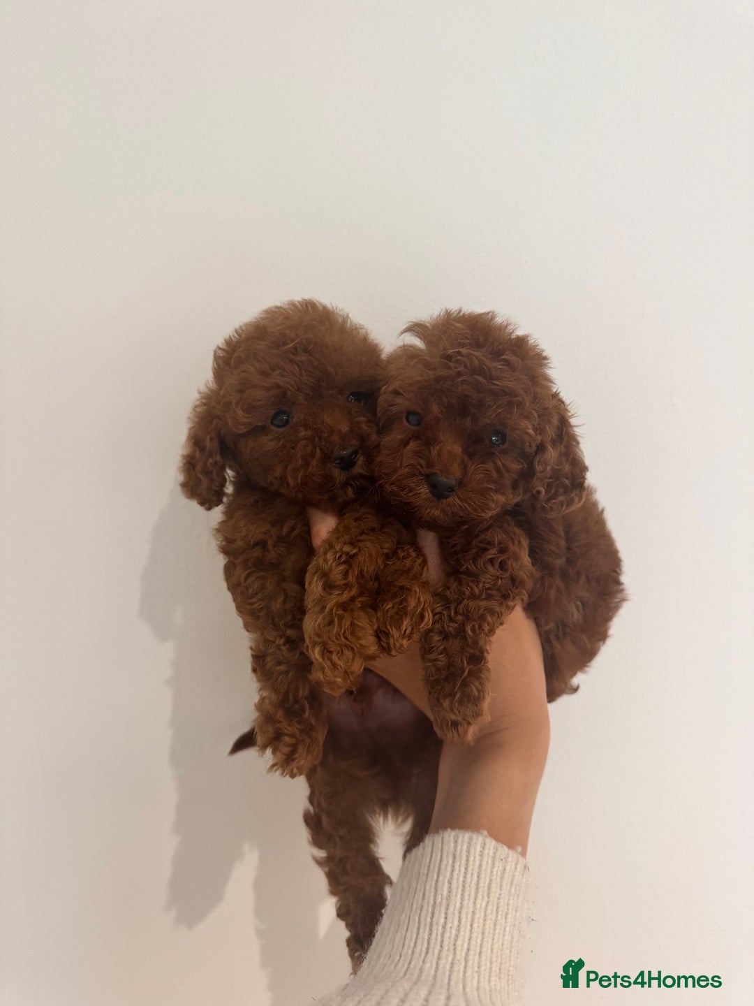 Toy Poodle dogs for sale: 2 Red Toy Poodles Available NOW! - Image 3