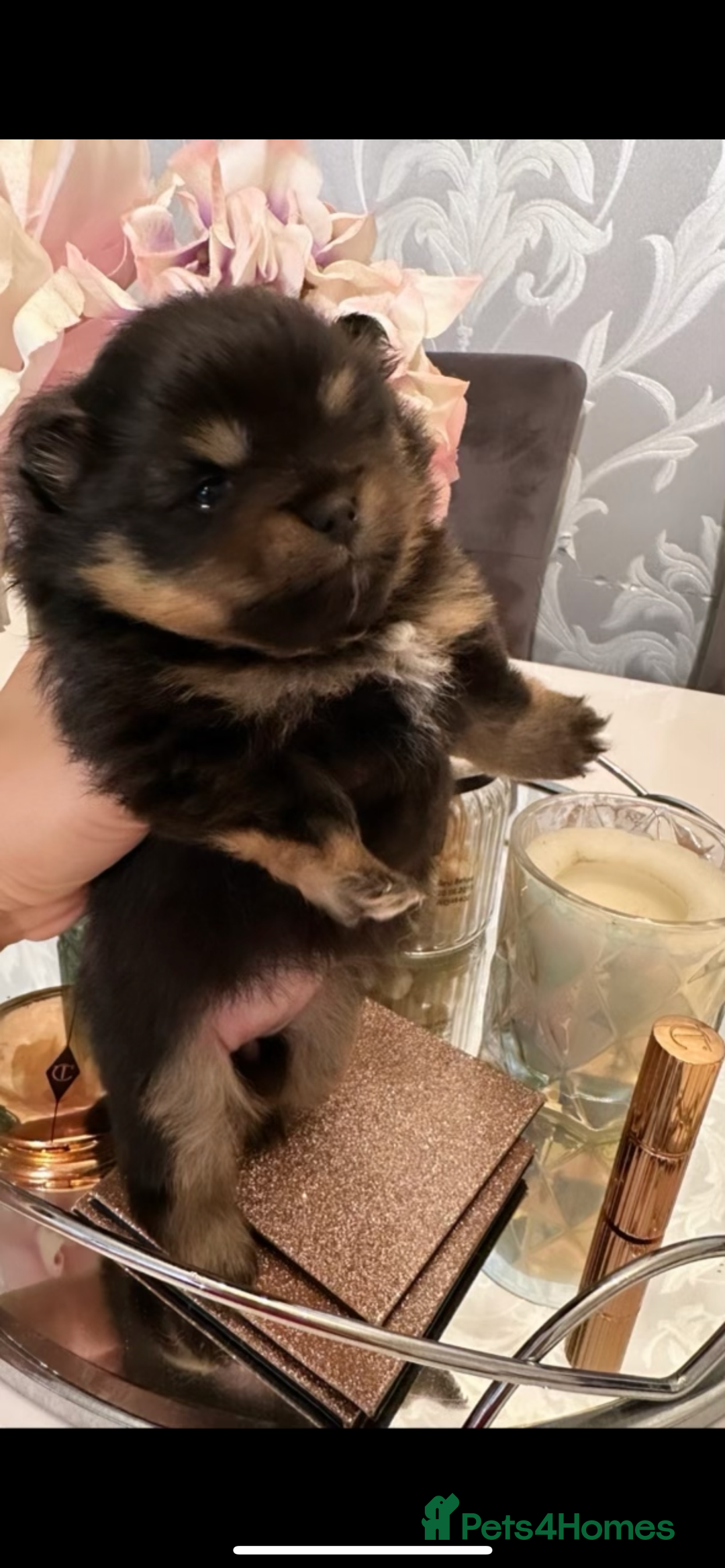 Pomeranian dogs for stud: For stud  in Billingham - Image 5
