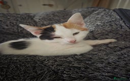 British Longhair cats for sale: 14 week old kittens  - Image 4