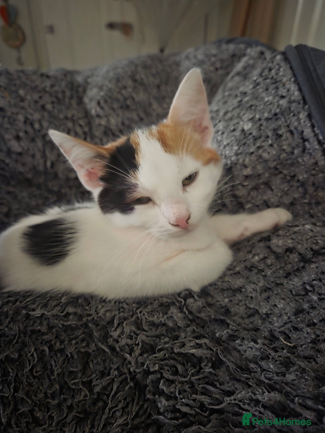 British Longhair cats for sale: 14 week old kittens  - Image 4