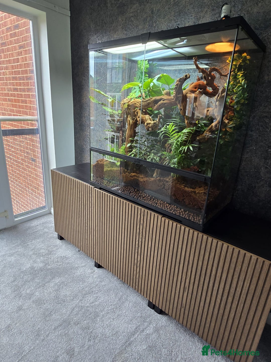 Chameleon reptiles for sale: Hybrid Panther Cameleon with full set up - Image 6